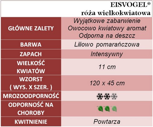 Eisvogel róże wielkokwiatowe gł. zal